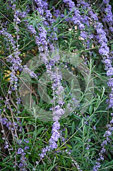Silver fountain butterfly bush, Buddleja alternifolia Argentea, flowering shrub photo